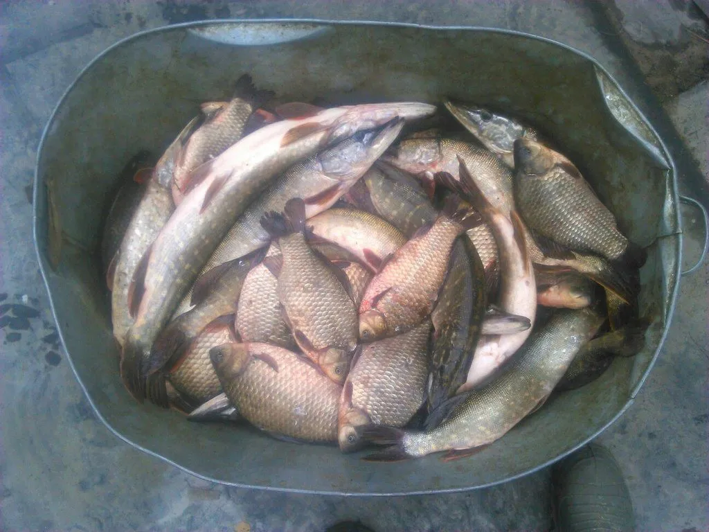 живая рыба, Толстолобик, амур в Туле
