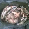живая рыба, Толстолобик, амур в Туле