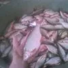 живая рыба, Толстолобик, амур в Туле 5