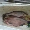 живая рыба, Толстолобик, амур в Туле 3